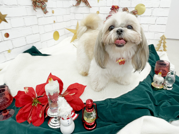 生徒が撮影したモデル犬写真♪